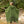 Load image into Gallery viewer, ANAGAMI HOODED KIMONO SAGE GREEN CAPE - Trancentral Shop
