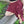 Load image into Gallery viewer, RUFFLE SKIRT MAROON - Trancentral Shop
