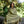 Load image into Gallery viewer, TATHAGATHA WHITE BEIGE OVERSIZED MEDITATION SHAWL - Trancentral Shop
