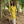 Load image into Gallery viewer, YOSEPH YELLOW ARAMAIC GOWN KURTA LONG - Trancentral Shop
